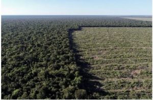 A forma como a natureza é valorizada nas decisões políticas e econômicas é um fator-chave da crise global da biodiversidade