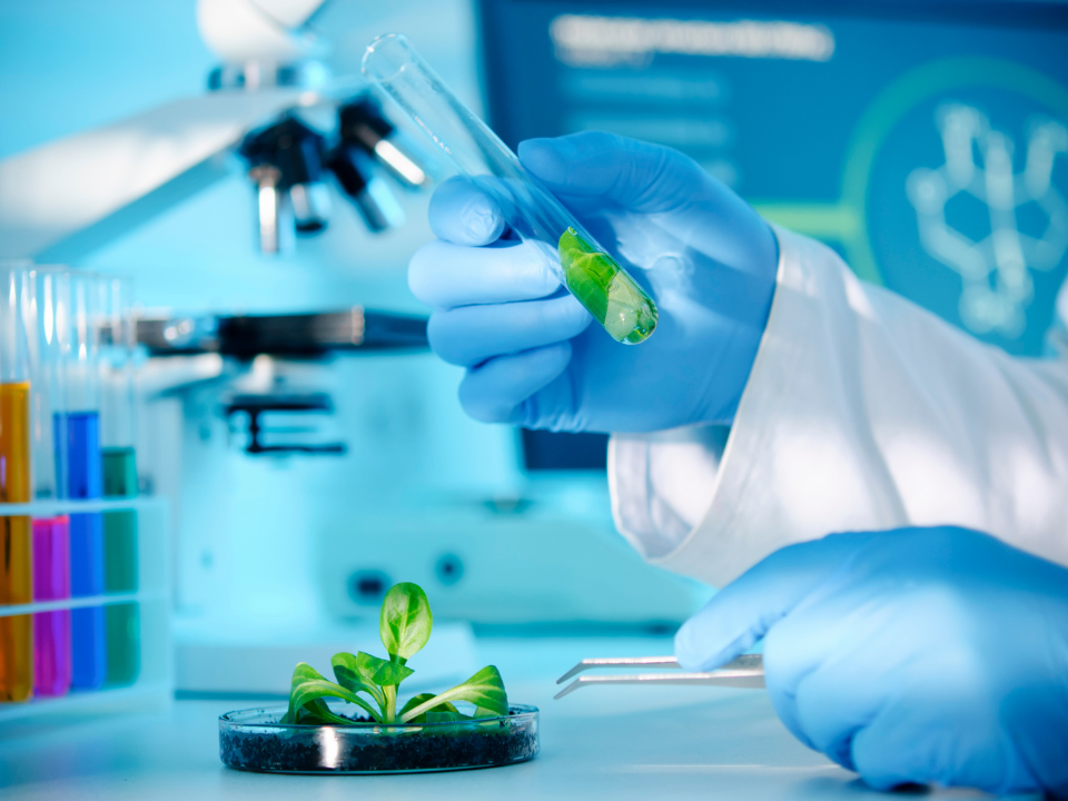 Biotecnologia aumenta a produtividade das culturas