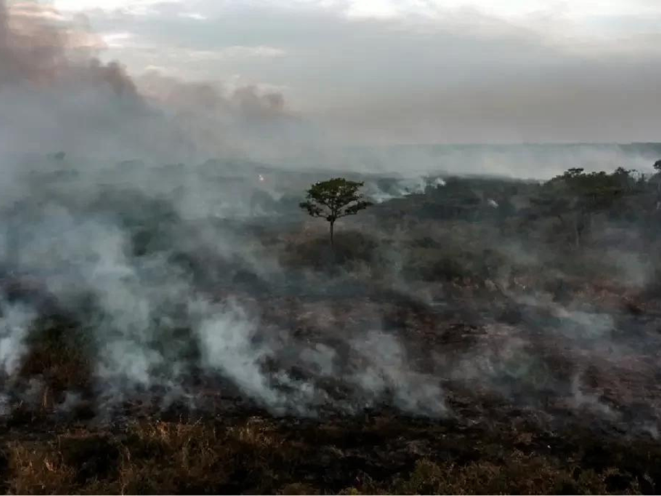 Apesar dos avanços no Brasil, desmatamento se mantém ‘obstinadamente’ alto no mundo