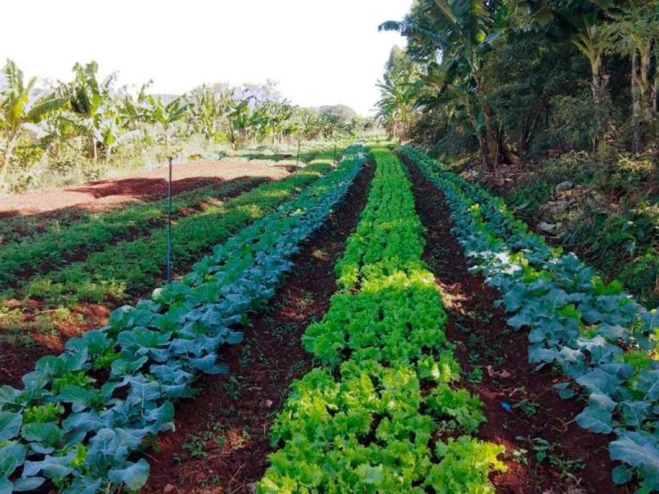 Abastecer escolas com agricultura local e familiar é alternativa para transição agroecológica